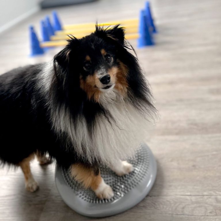 Hund auf Balancepad