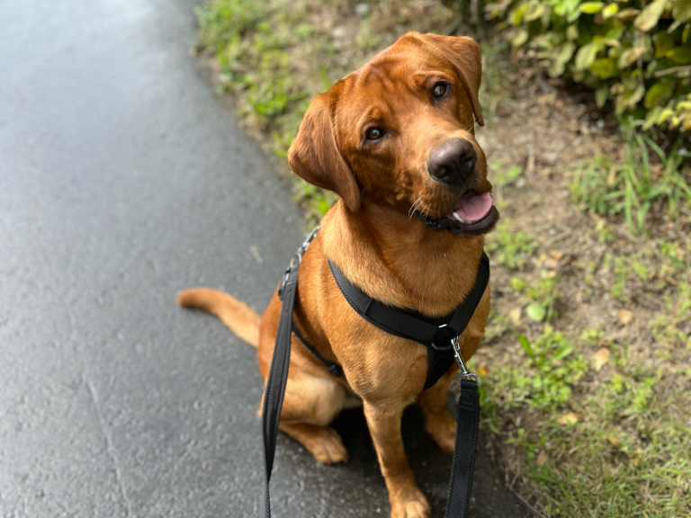 Hund beim Spaziergang - Dogmotion